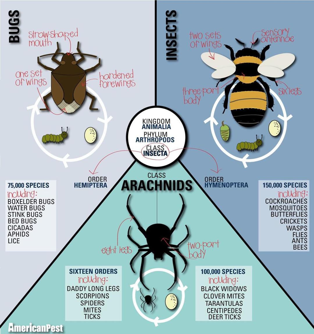 americanpest.net