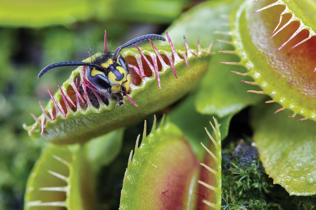 Venus flytrap | newscientist.com