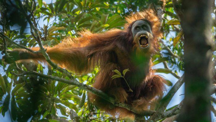 5 Fakta Hutan Hujan Tropis Sumatera Berstatus "In Danger" oleh UNESCO