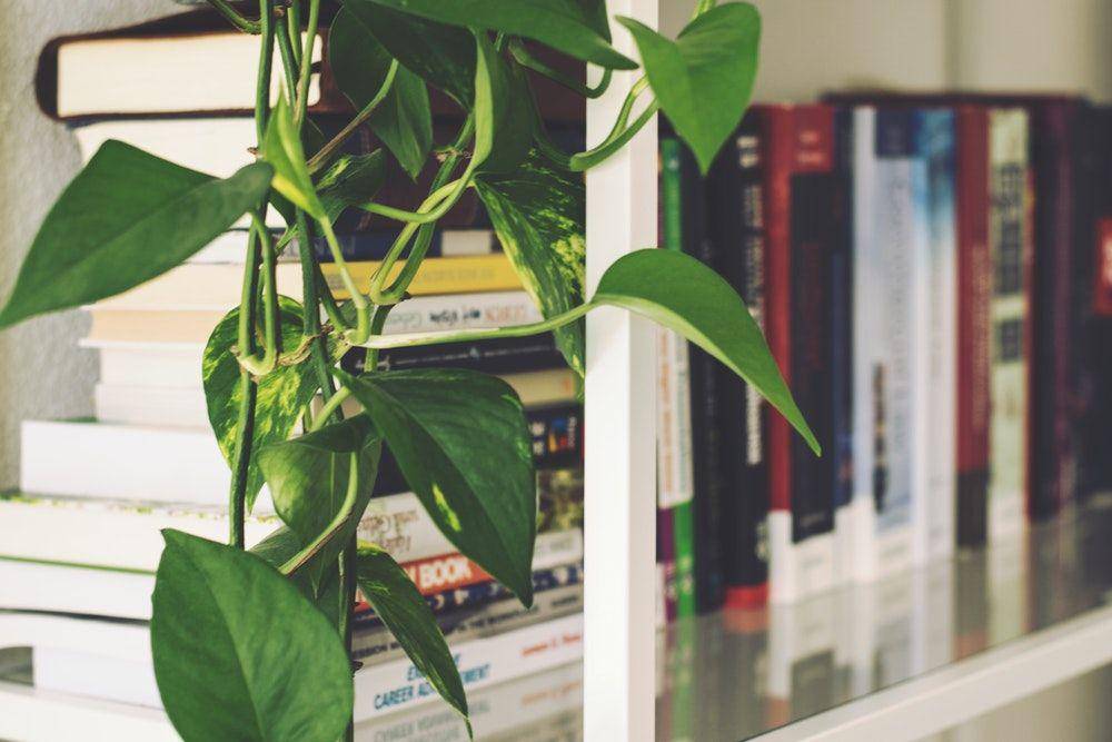 Pexels/Lum3n.com