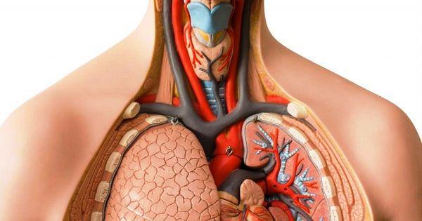 Ilmuwan Akan Buat Peta 3D Tubuh Manusia Paling Detail yang Pernah Ada