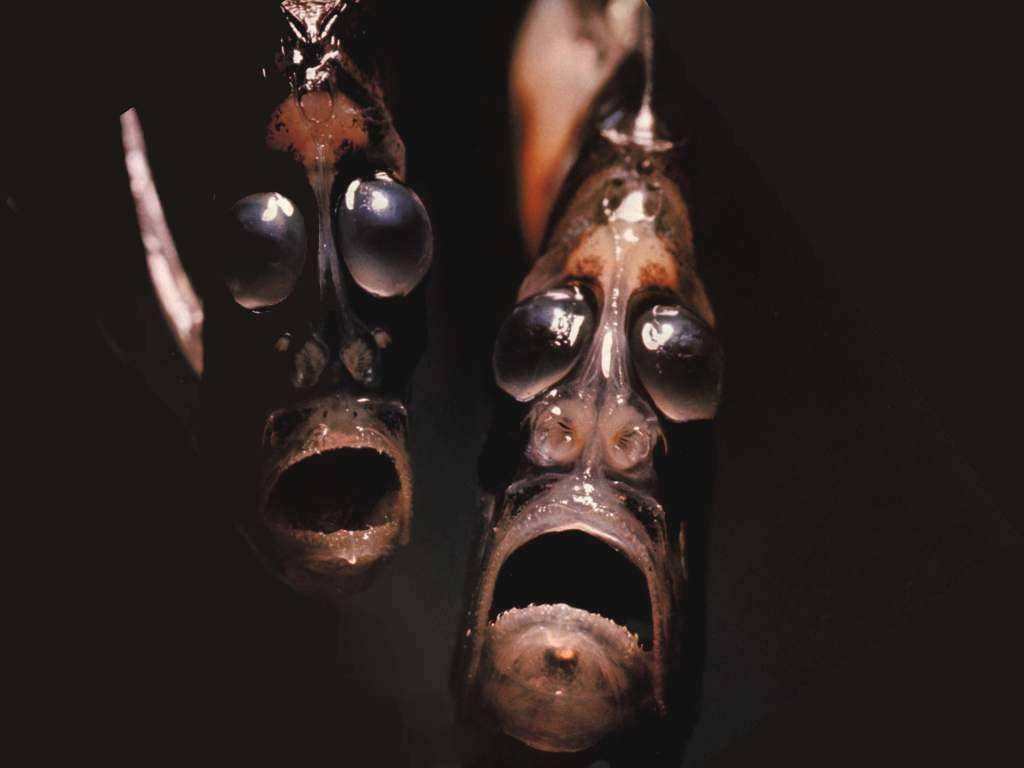 realmonstrosities.com