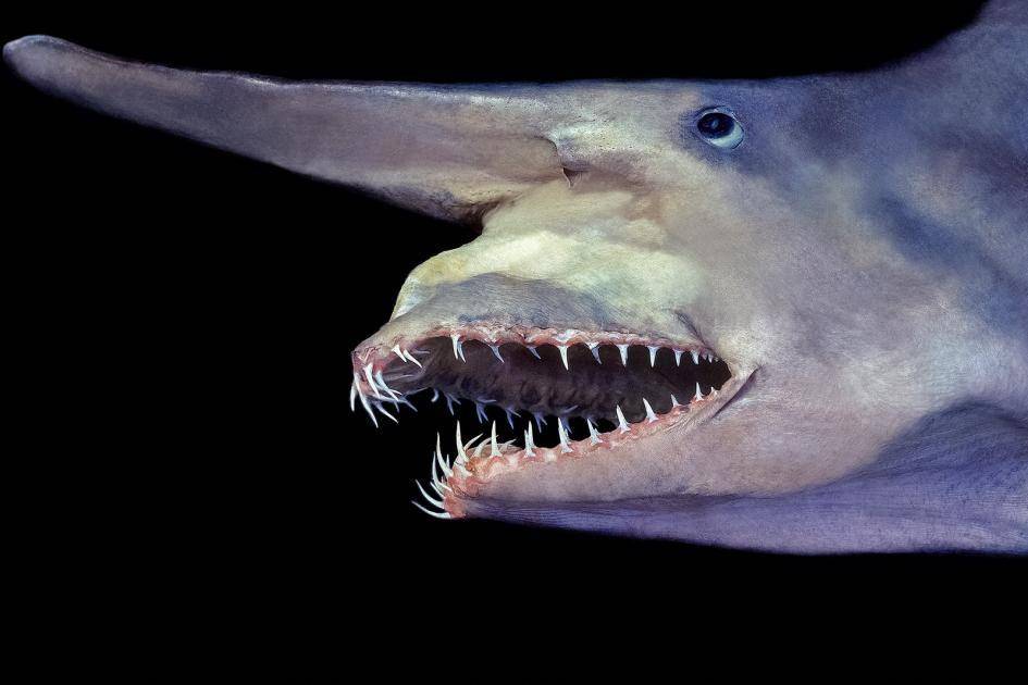 nationalgeographic.com