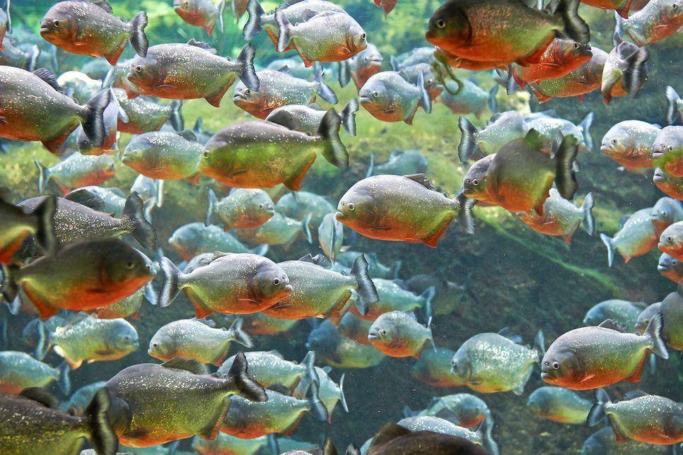 aquadico.fowum.com