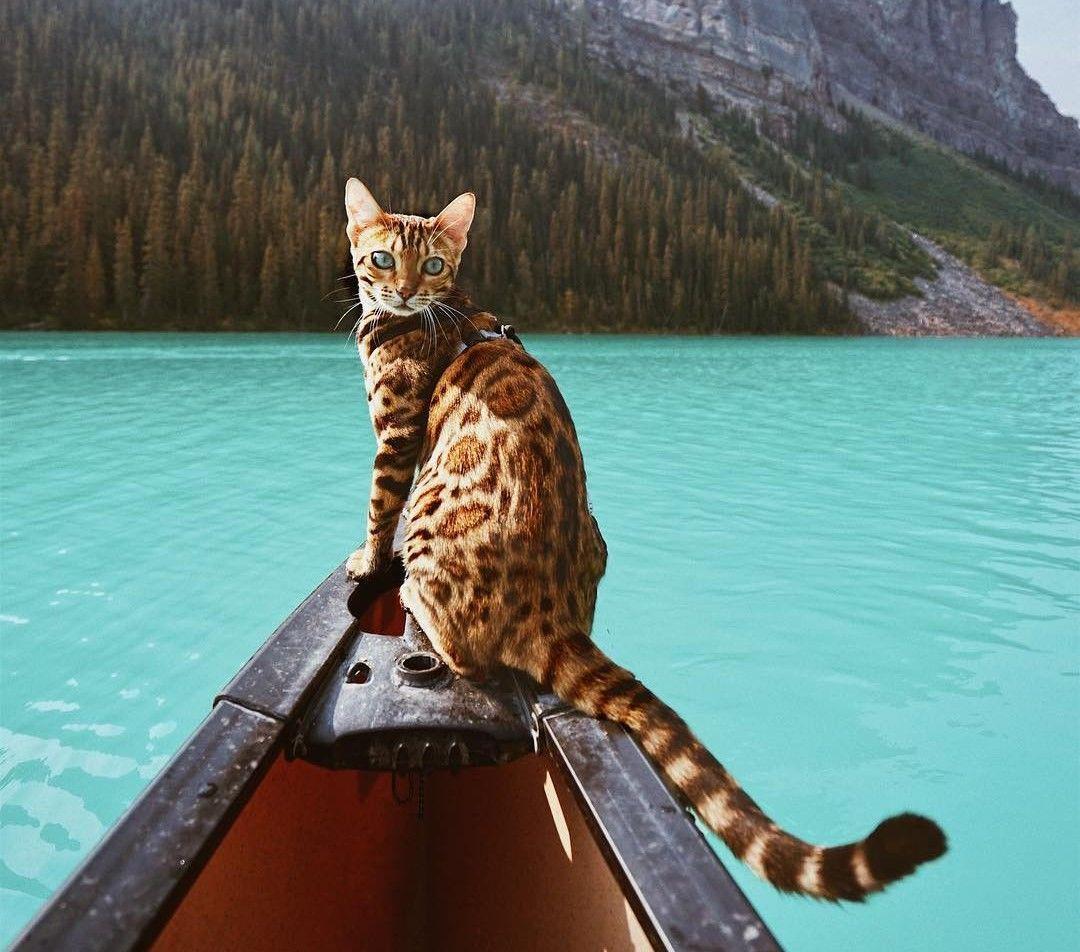 instagram.com/sukiicat