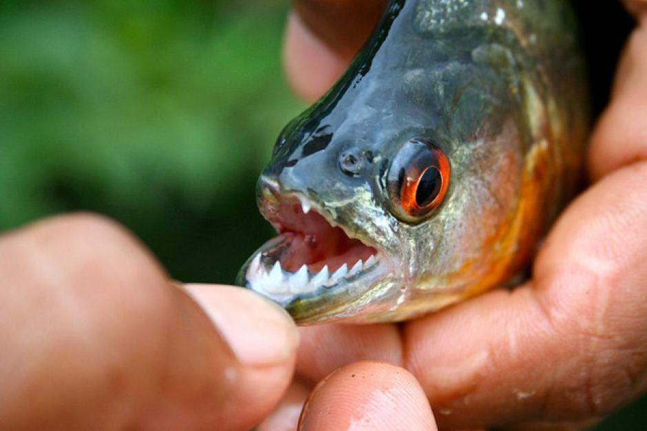 11 Fakta Menarik tentang Ikan Piranha yang Bakal Membuka Matamu