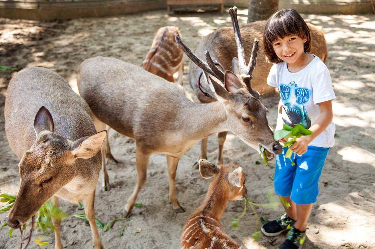 bali-zoo.com