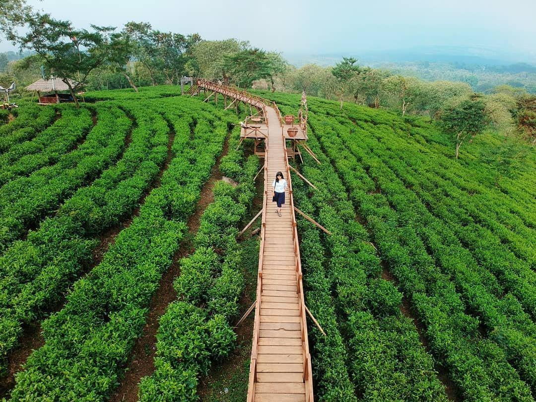 6 Wisata Kebun Teh di Jawa Timur Ini Gak Kalah Keren dengan di Puncak