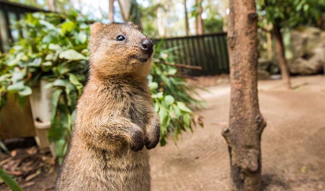 10 Fakta Quokka Hewan Paling Bahagia di Australia!