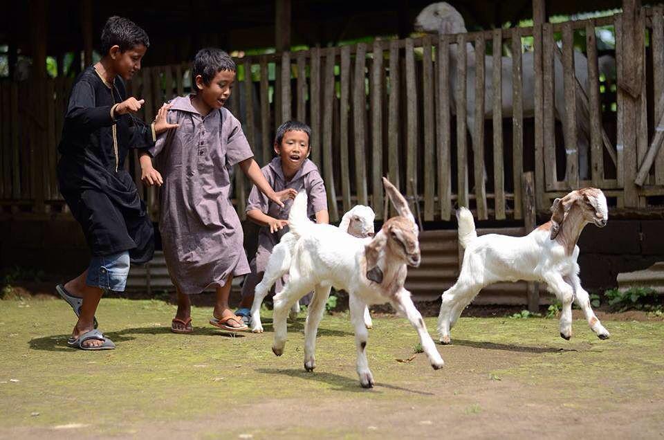 instagram.com/goatzillafarm/