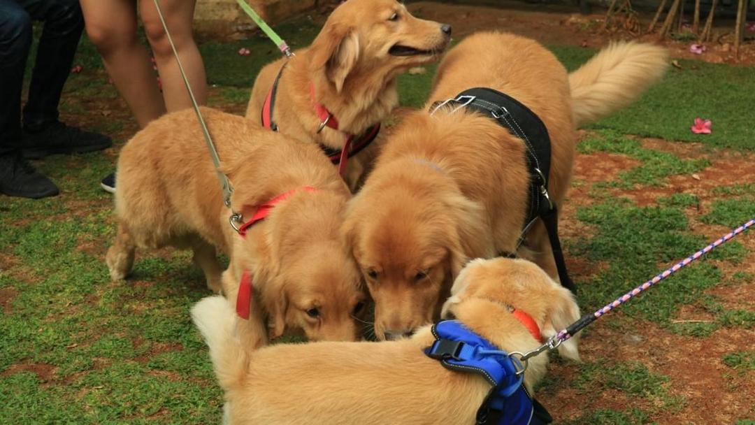 Peringati Hari Rabies, DKI dan JAAN Sosialisasi Microchip untuk Anjing