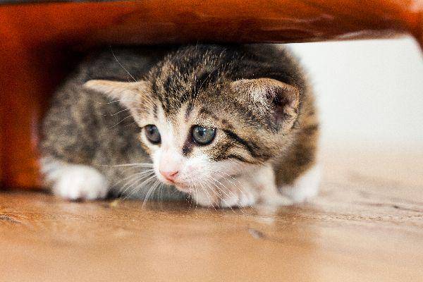 catster.com