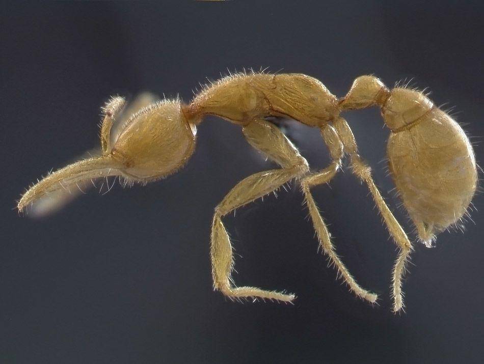 myrmecos.net