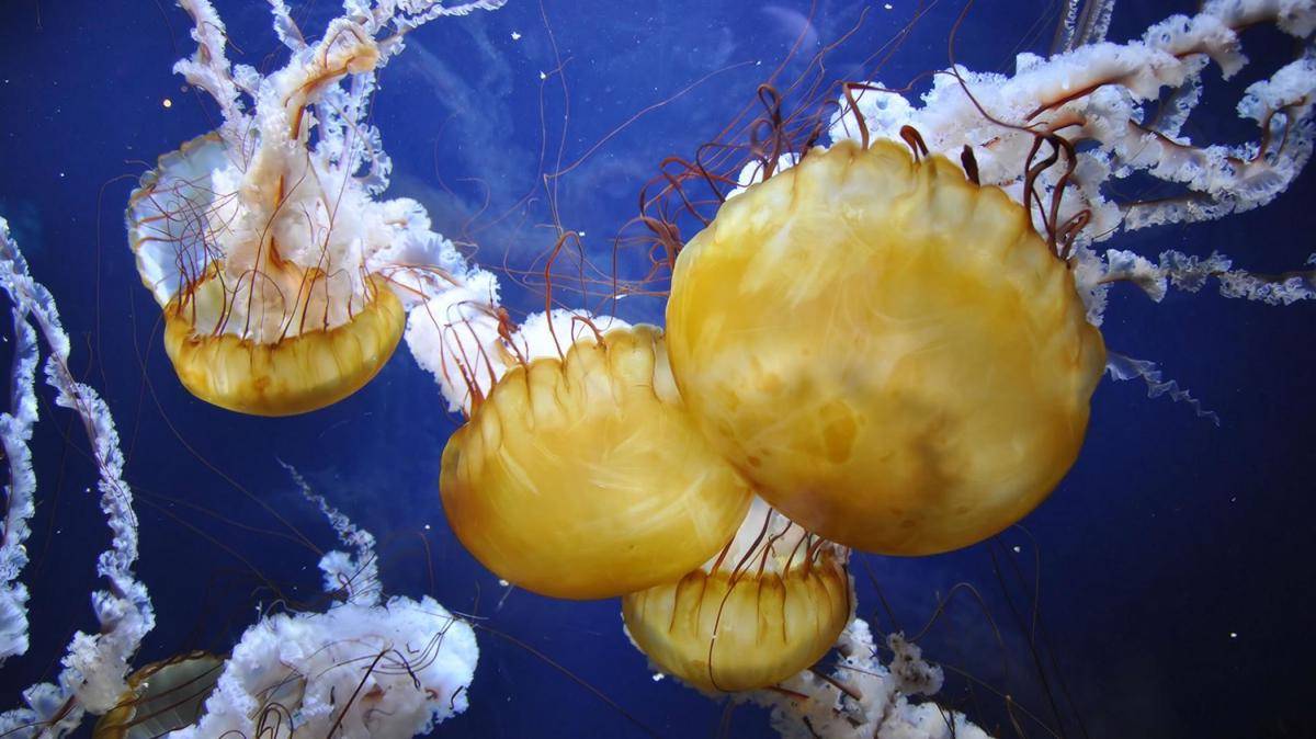 nationalgeographic.com