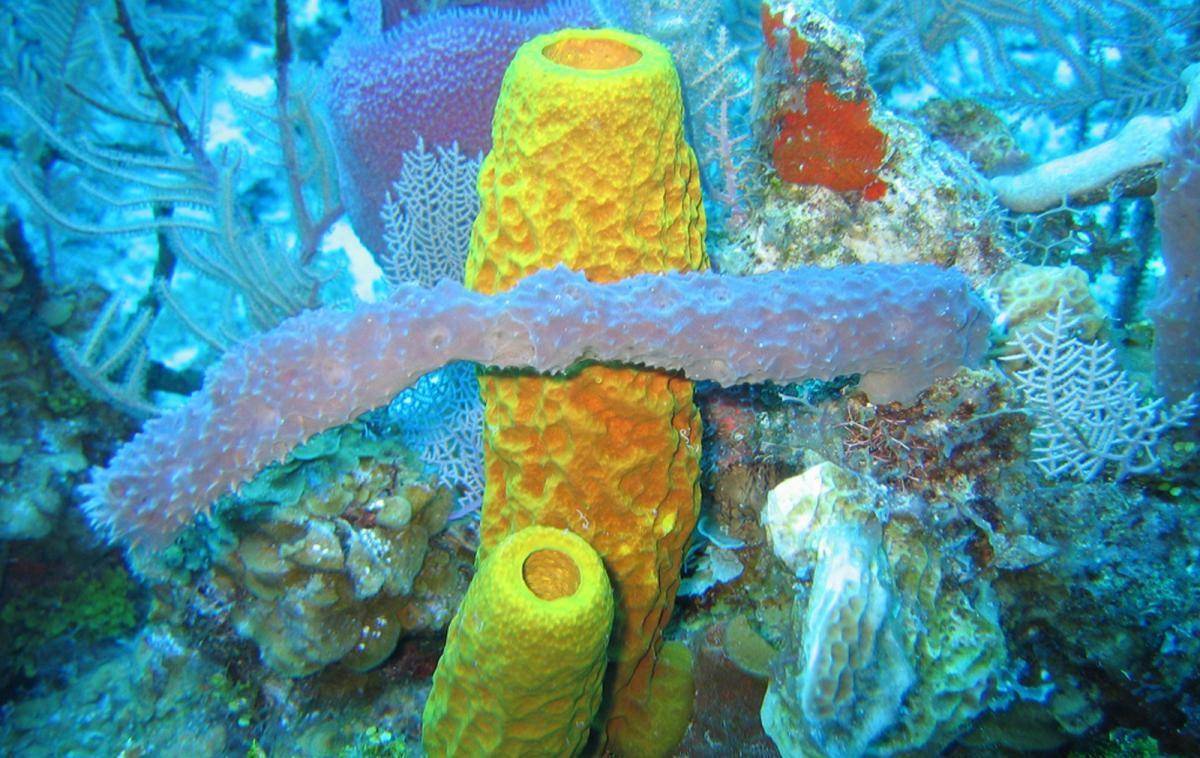 oceana.org