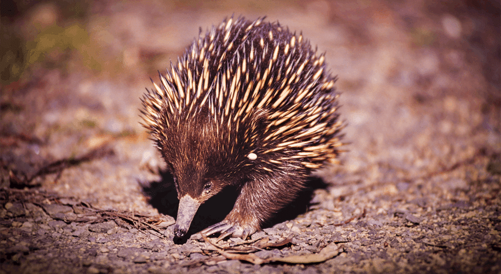 nationalgeographic.com.au