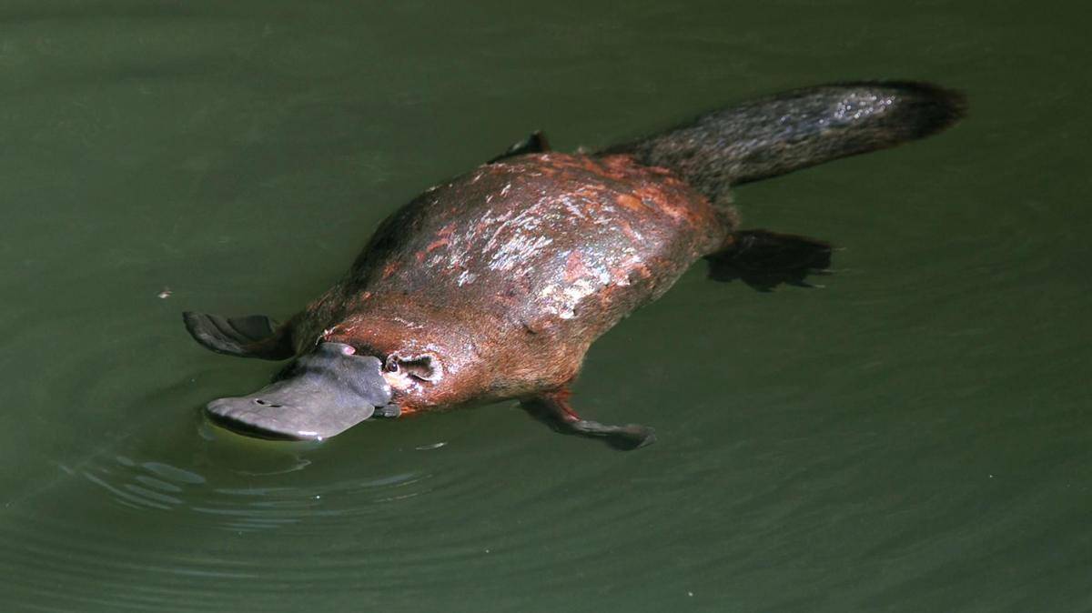 nationalgeographic.com