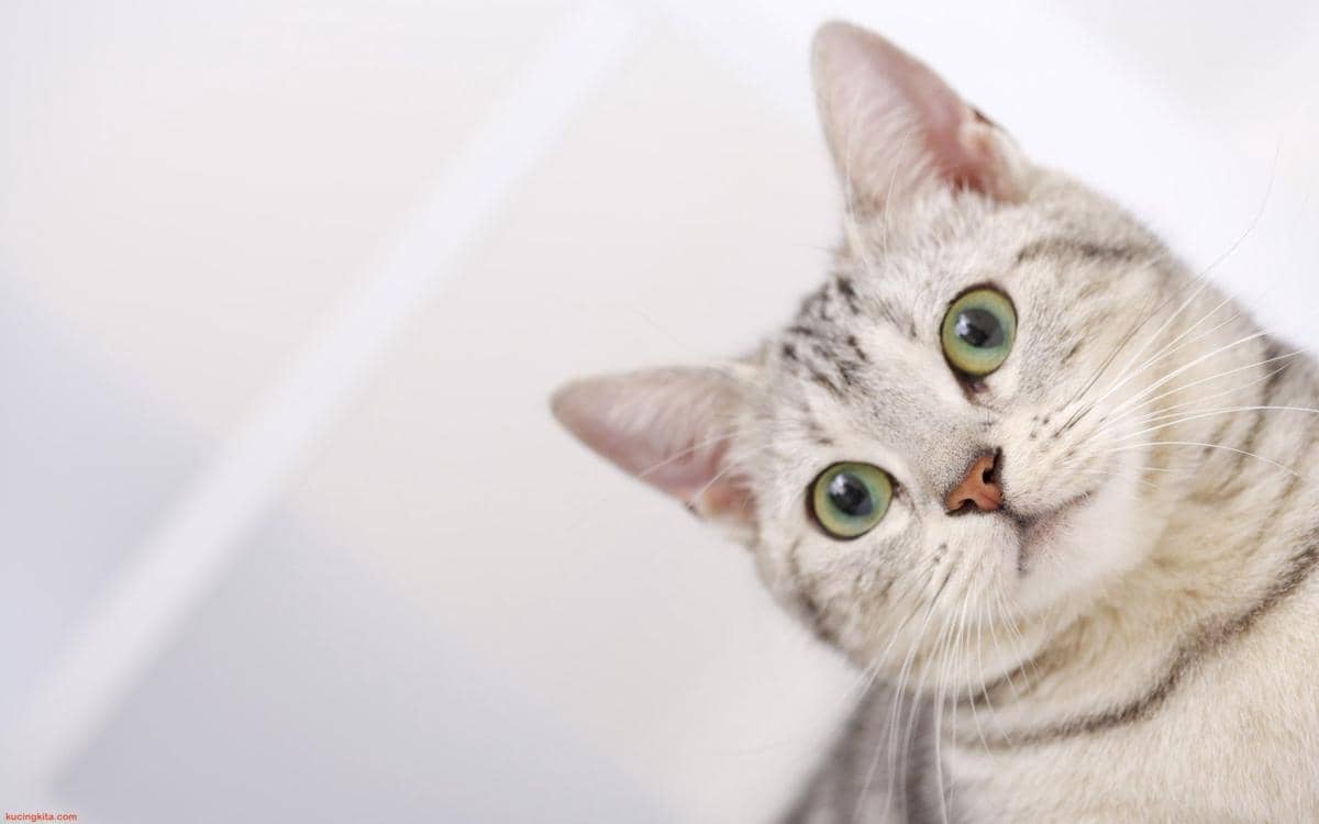 Kucing 101: Di Mana Sebaiknya Taruh Litter Box?