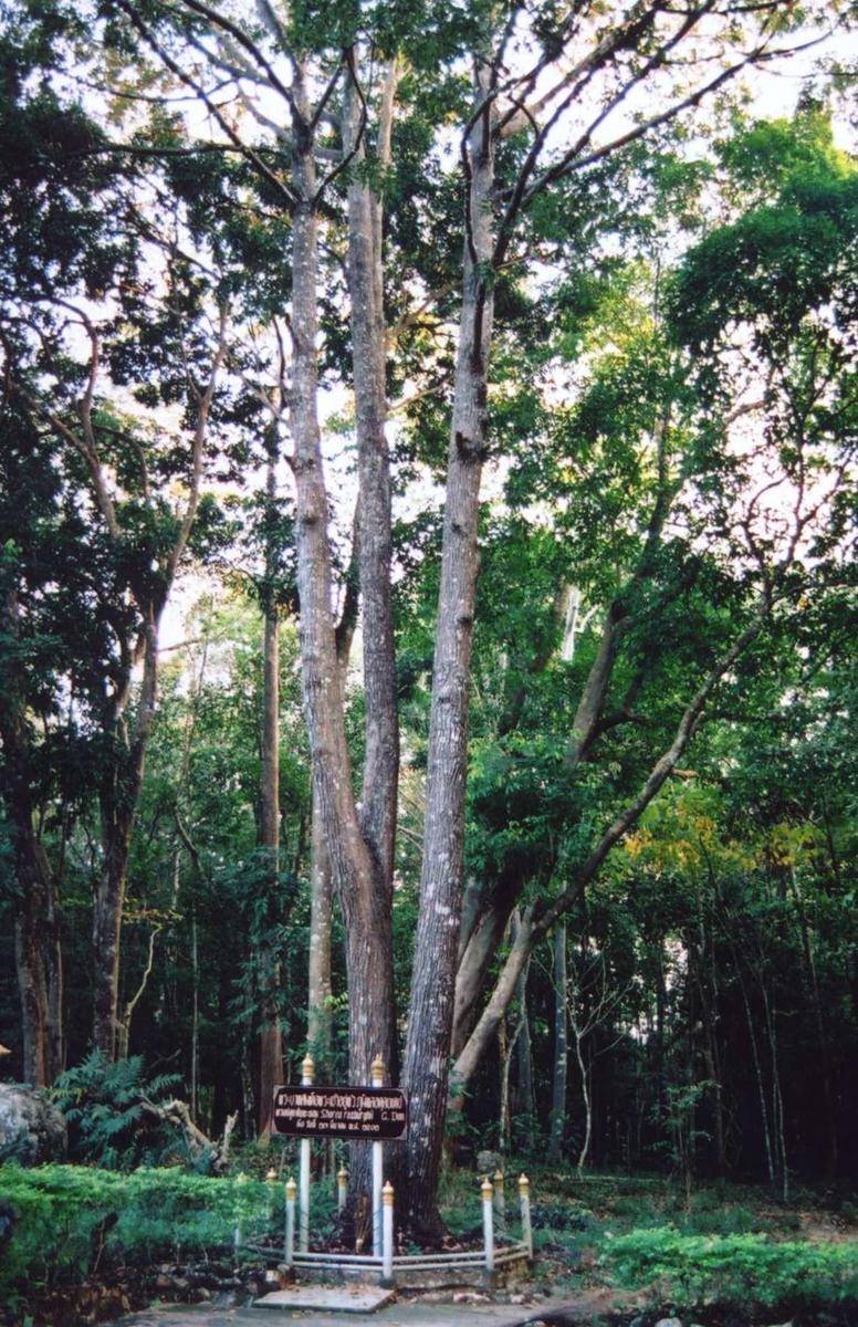 wikimedia.org