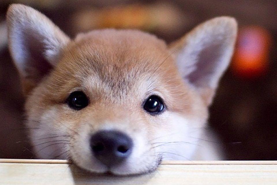 Anjing Gak Sepintar yang Kamu Kira, Dog Lovers Wajib Baca 5 Fakta Ini!