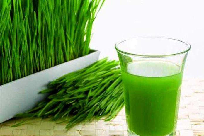 5 Alasan Mengapa Kamu Harus Minum Jus Rumput Gandum Tiap Hari