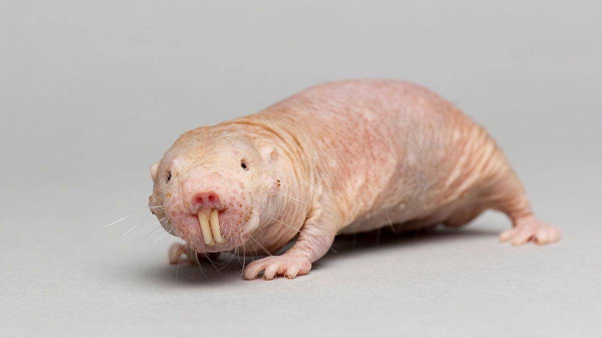 sciencemag.org