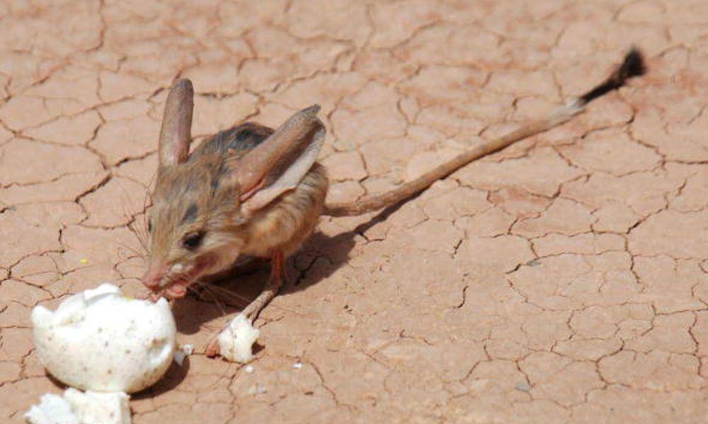 worldwildlife.org