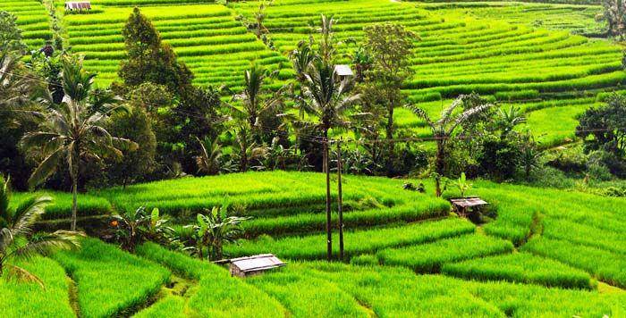 rentalmobilbali.net
