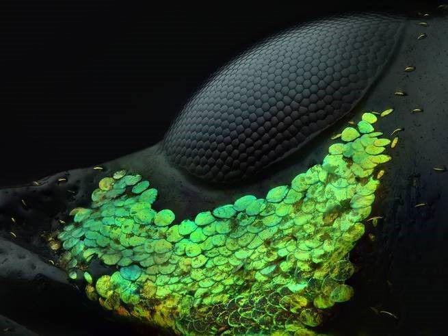 15 Foto Menakjubkan dari Pemenang Nikon's Small World Photography 2018
