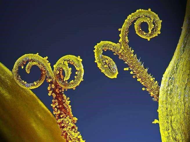 nikonsmallworld.com/Saulius Gugis