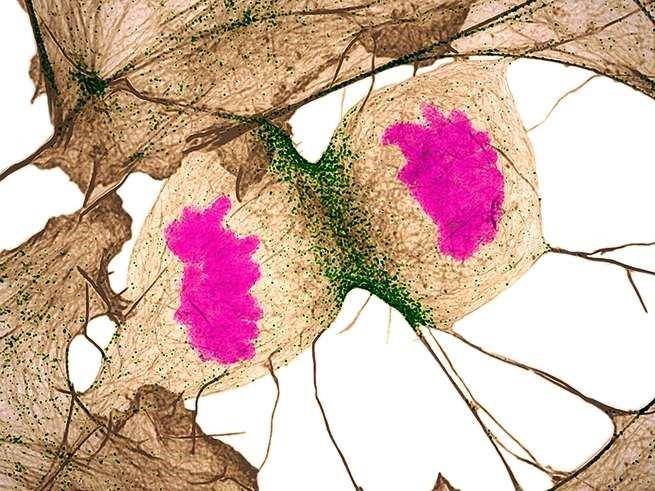 nikonsmallworld.com/Saulius Gugis