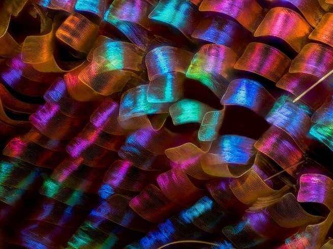 nikonsmallworld.com/Saulius Gugis