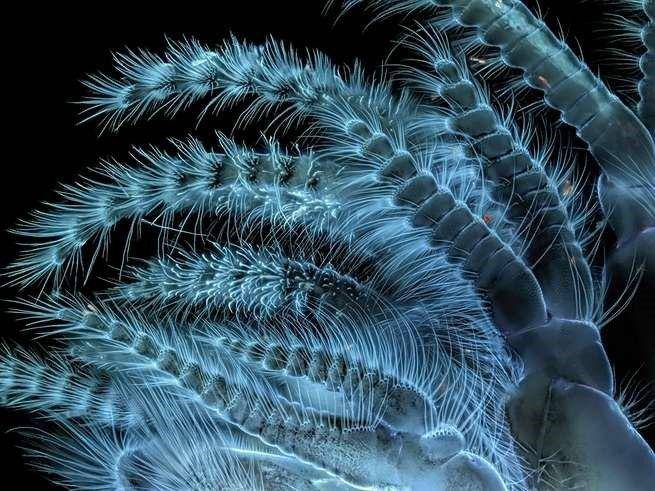 nikonsmallworld.com/Saulius Gugis