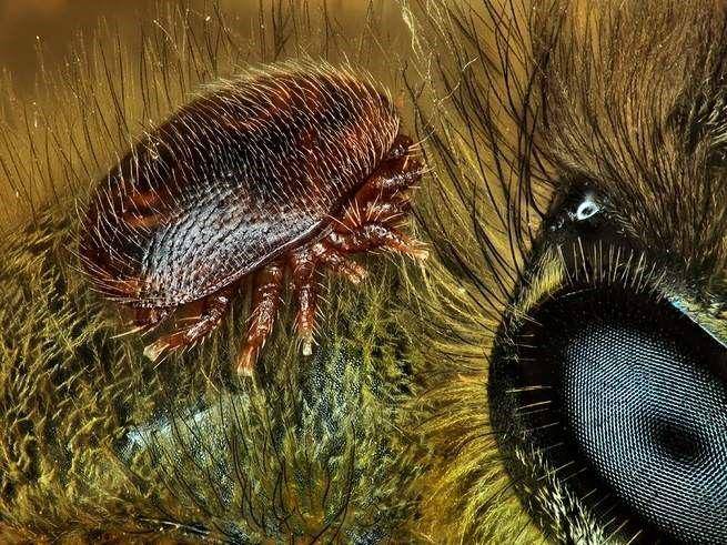 nikonsmallworld.com/Saulius Gugis