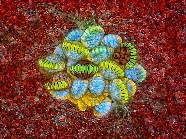 nikonsmallworld.com/Rogelio Moreno