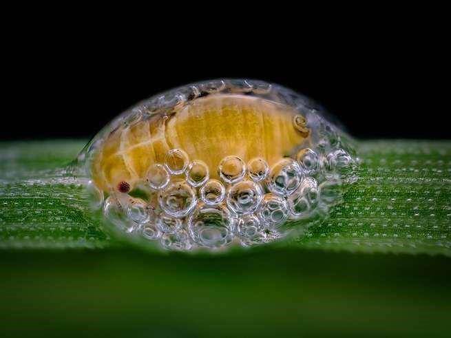 nikonsmallworld.com/Saulius Gugis