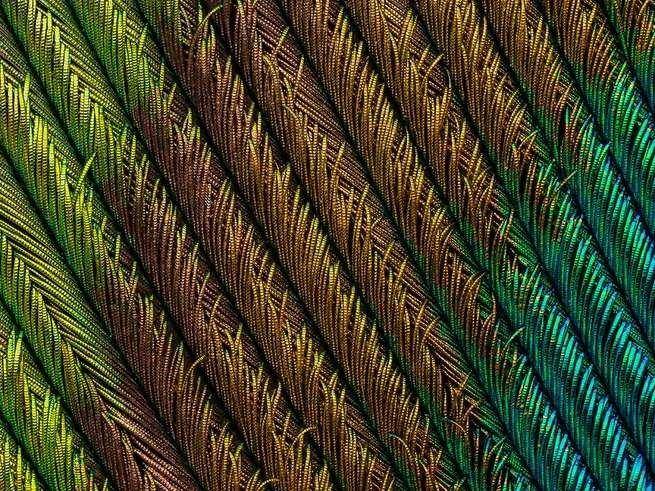 nikonsmallworld.com/Saulius Gugis