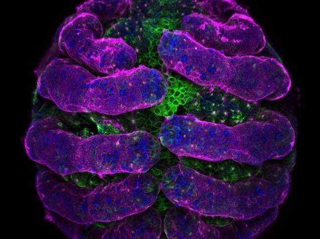 nikonsmallworld.com/Saulius Gugis