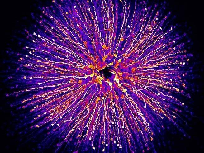 nikonsmallworld.com/Saulius Gugis