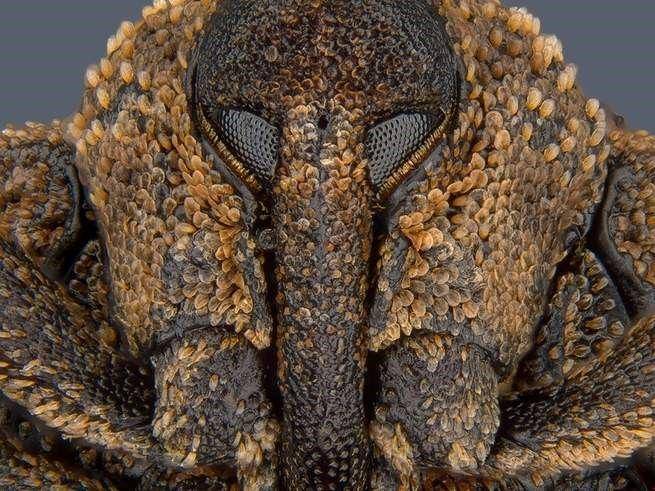 nikonsmallworld.com/Saulius Gugis