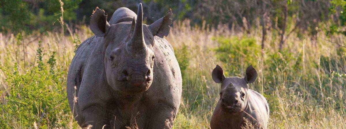 worldwildlife.org