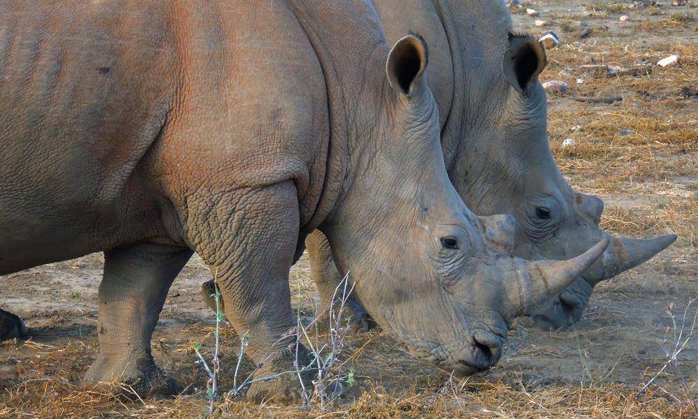 worldwildlife.org