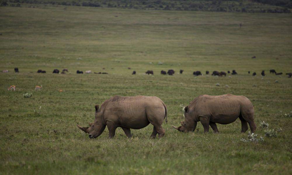 worldwildlife.org