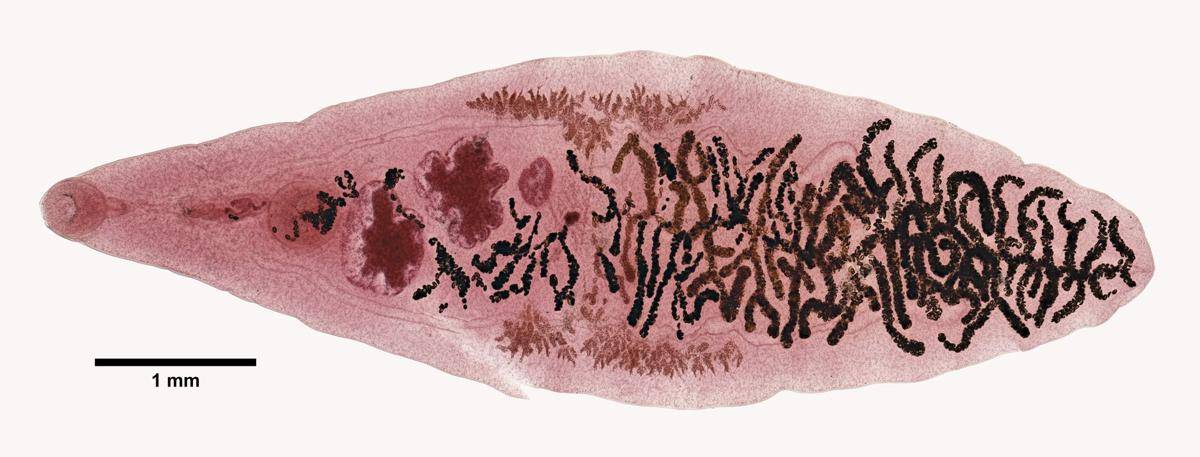 invertebase.org