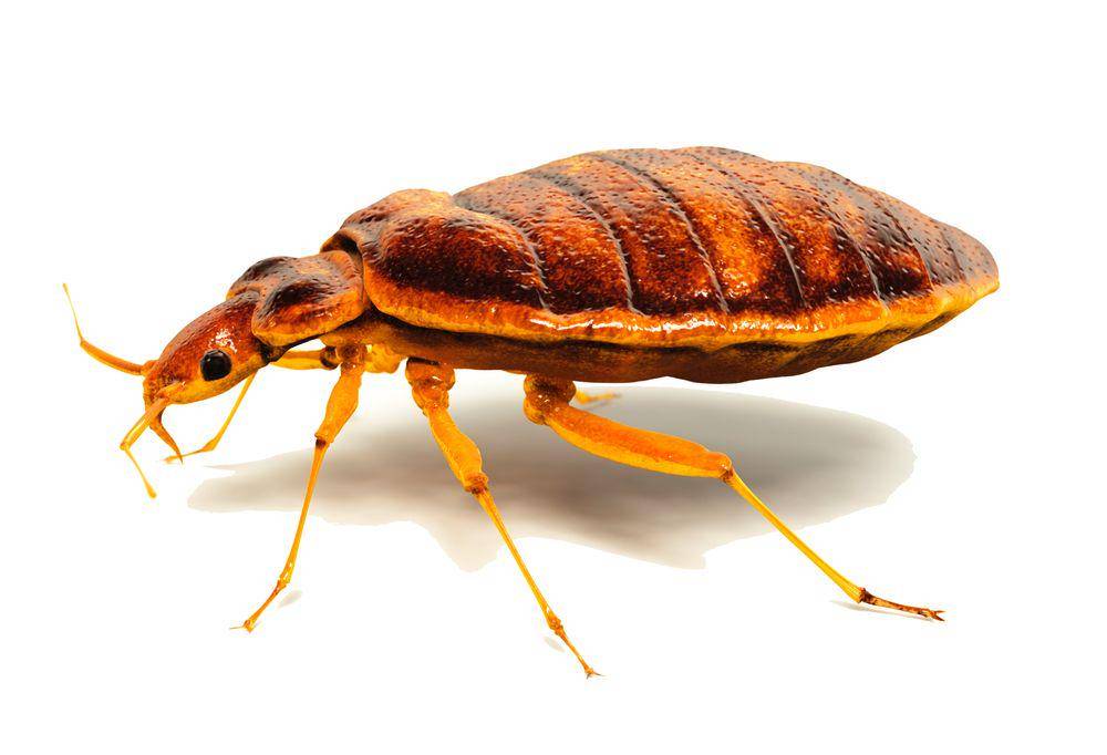 bedbugmutts.com