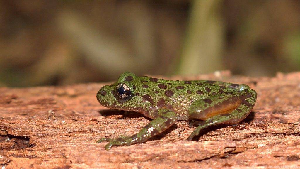 ilustrasi katak hantu (inaturalist.org)