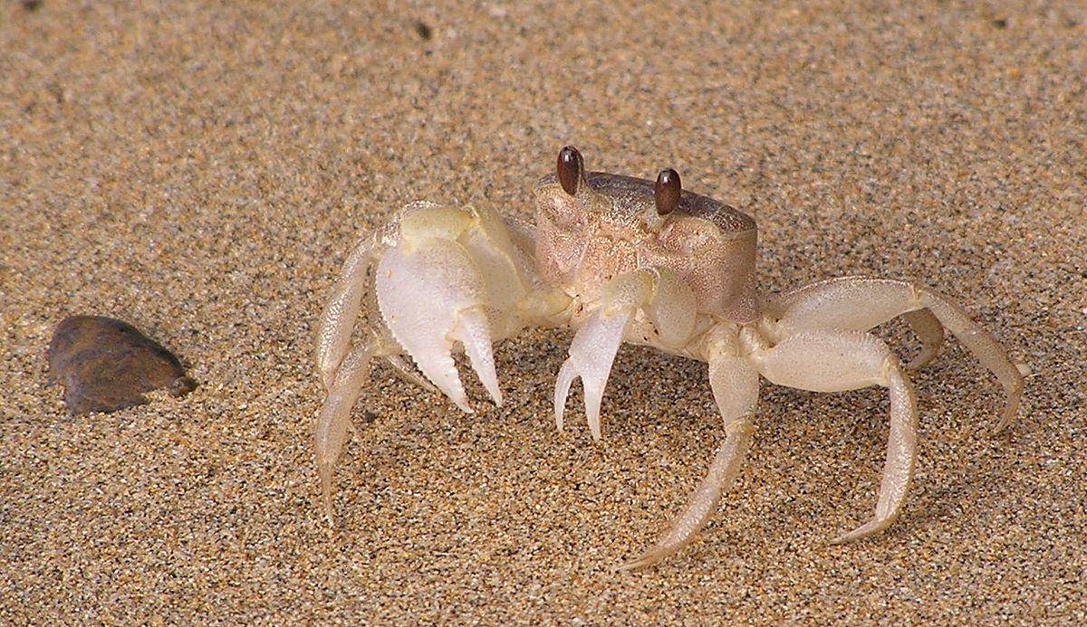 ilustrasi kepiting hantu (wikimedia.org)