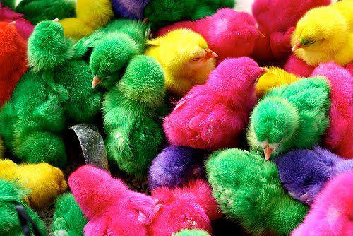 Oded Siap Bagikan 2.000 Anak Ayam untuk Siswa di 12 Sekolah Pekan Ini