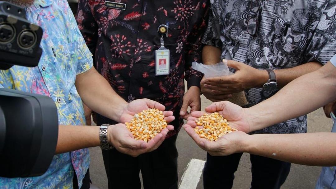 Harga Jagung Meroket, Ini yang Dilakukan Kementan