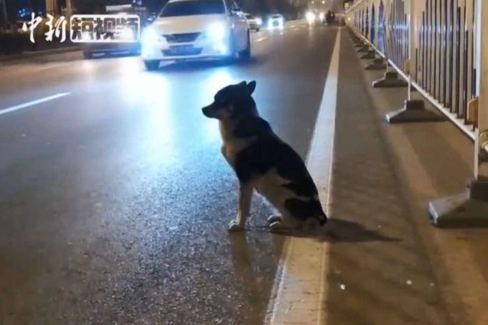 Pemiliknya Meninggal, Anjing Ini Masih Setia Menunggunya Pulang